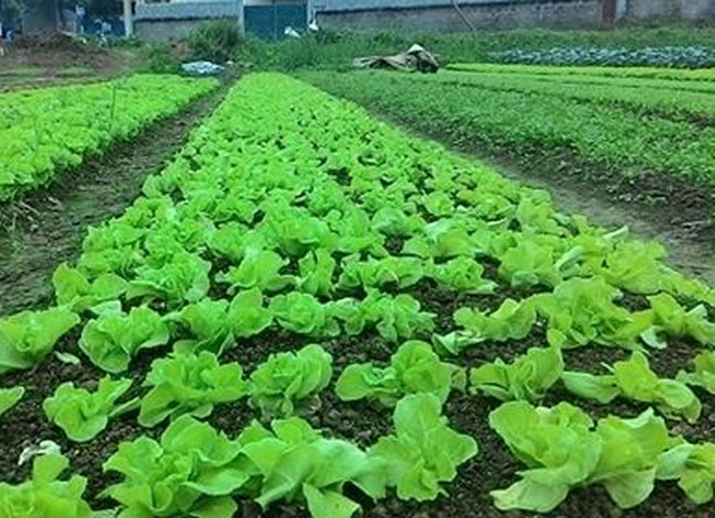 Modelos de horticultura y apicultura ayudan a los agricultores de Ha Giang a aliviar la pobreza