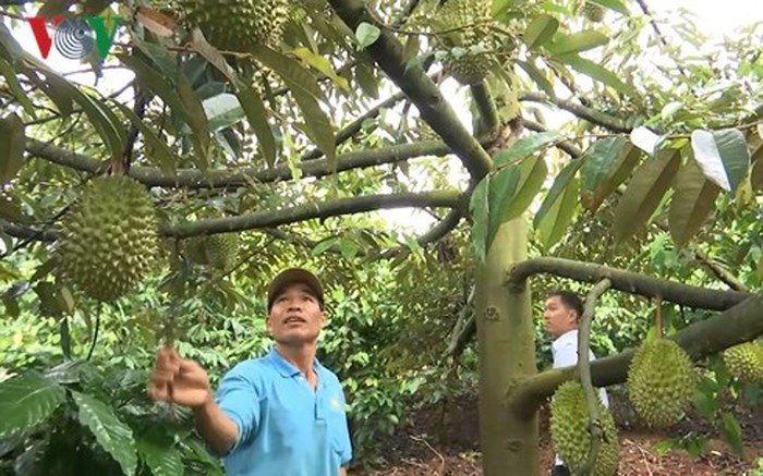 Cao Van Nguyen, agricultor pionero en desarrollar modelo de alternancia de cultivos