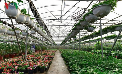 Nuevos millonarios en la aldea hortícola de Xuan Quan