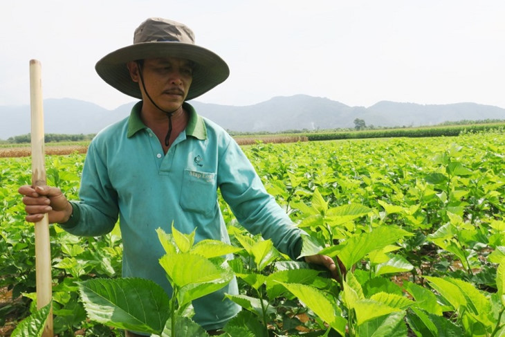 La sericicultura ayuda al progreso de los agricultores de Binh Thuan
