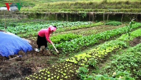 Hoang Thi Can, una mujer emprendedora en Yen Bai