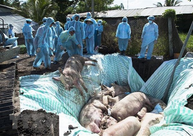Estados Unidos apoya a Vietnam para estudiar la producción de vacuna contra la peste porcina africana