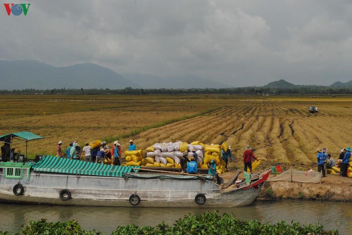 Delta del río Mekong registra un récord de productividad arrocera