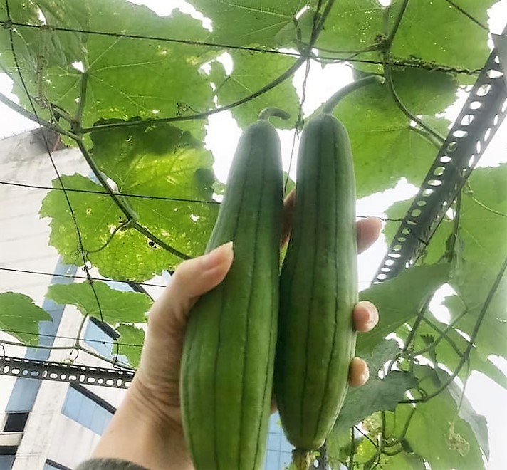 Por practicar una vida ecológica en el periodo pospandémico