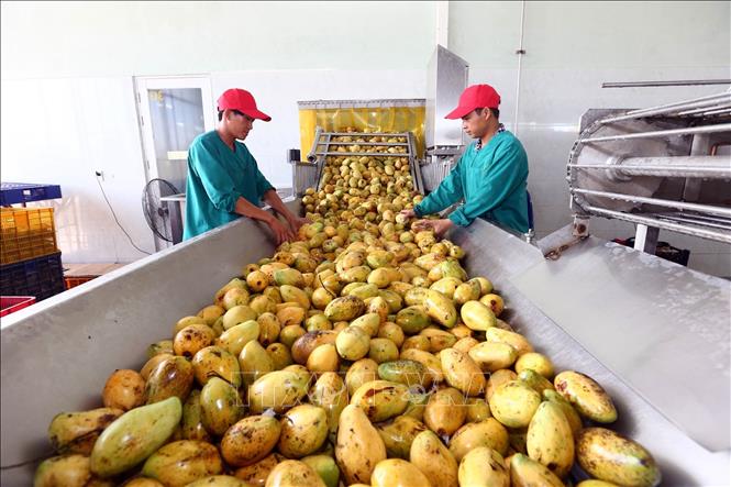 Vietnam por elevar calidad de productos agrícolas y construir marcas prestigiosas