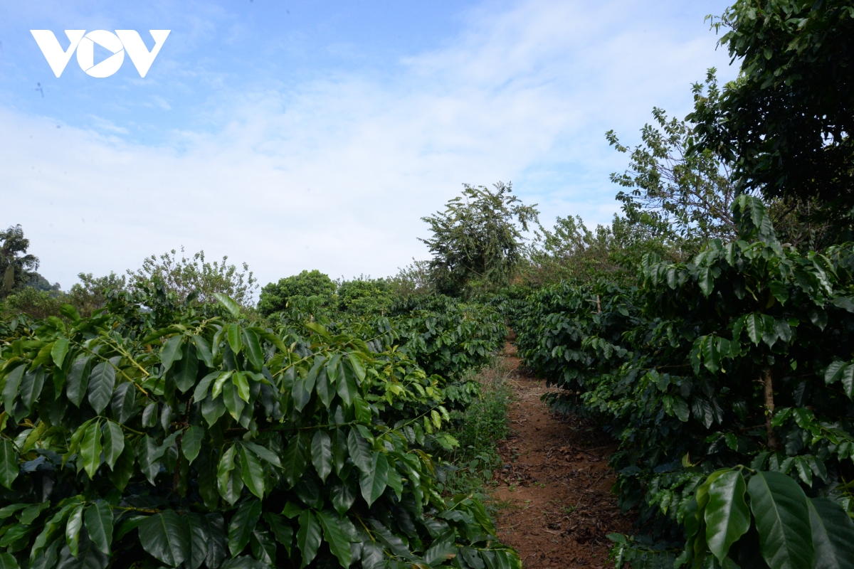 Son La aspira a construir marcas de café con estándares nacionales