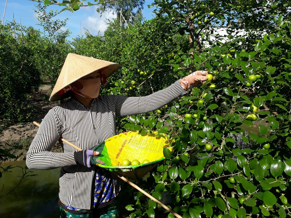 Temporada de cosecha de frutos azufaifos en Soc Trang