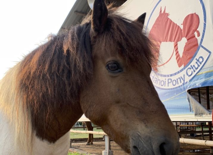 Hanoi Pony Club, un destino ideal para los amantes de los caballos