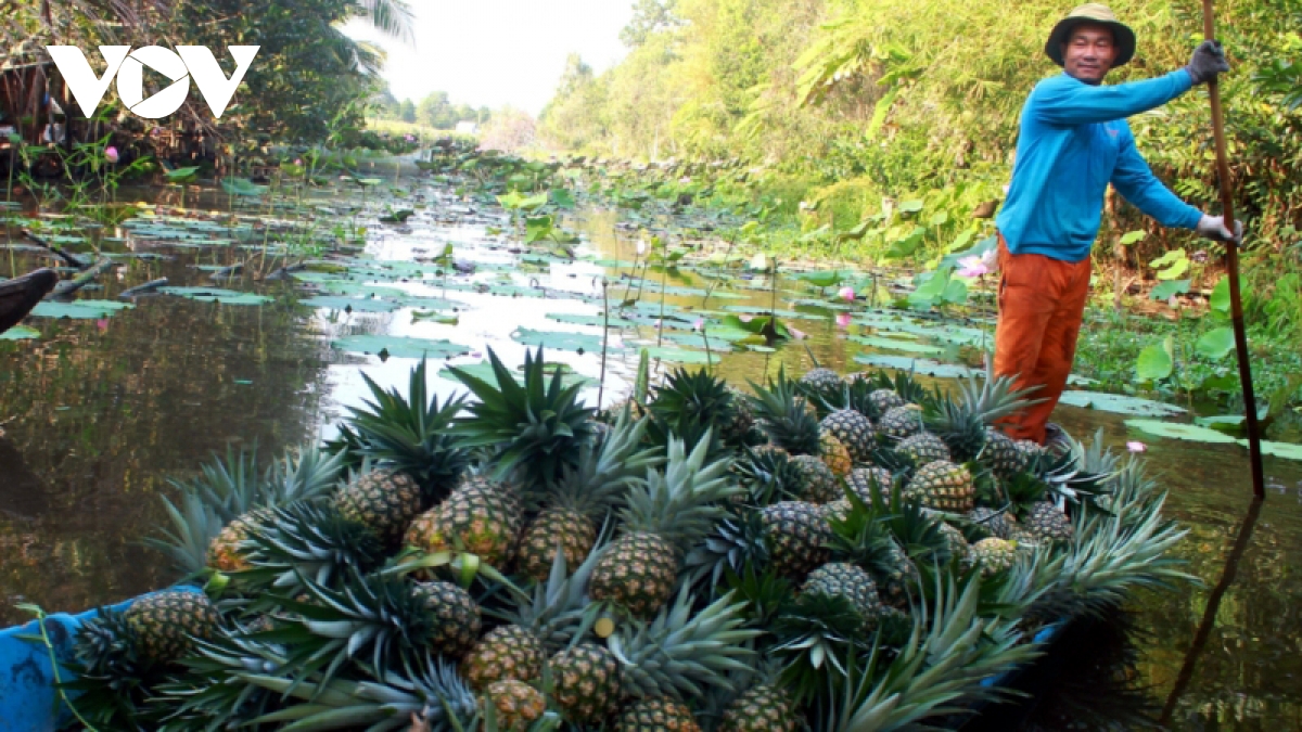 El cultivo de la piña ayuda a agricultores de Hau Giang a estabilizarse