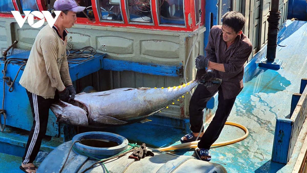 Exportaciones acuícolas de Vietnam recuperan su crecimiento en el segundo semestre de 2023