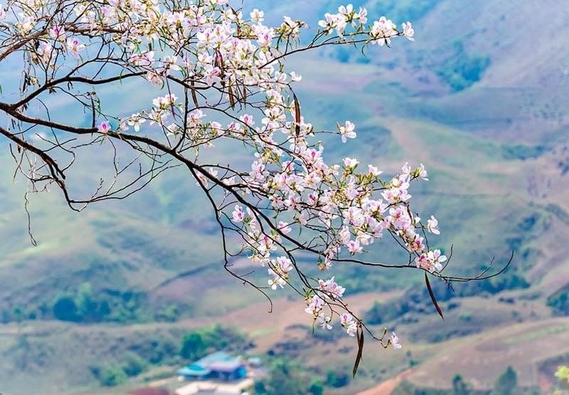 Festival de Flores de Bauhinia Dien Bien 2025 se celebrará en marzo