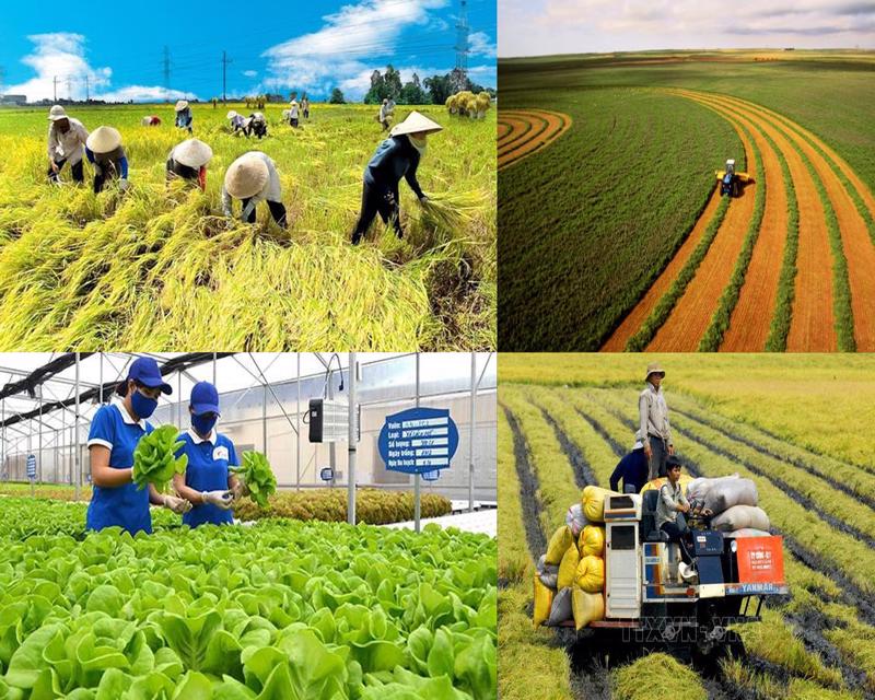 Vietnam prolongará la exención del impuesto sobre la tierra agrícola hasta 2030