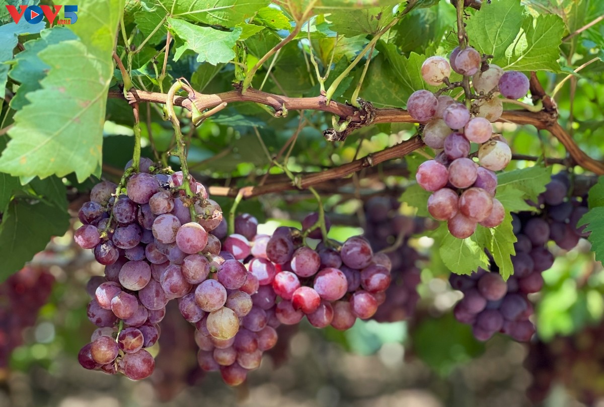 La vid de Khanh Hoa: del fruto agrícola al atractivo turístico