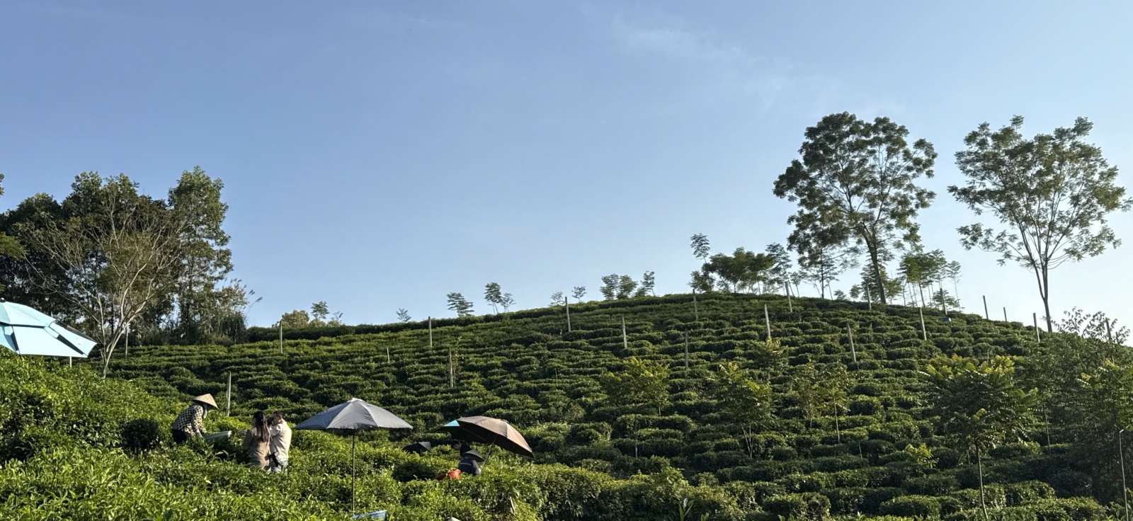 Campos de té en Thai Nguyen prosperan en la nueva era digital