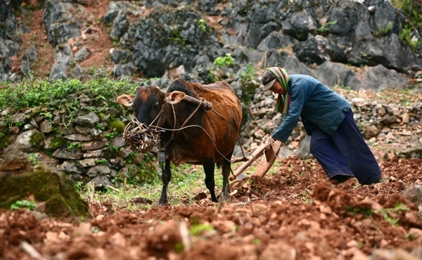 Harte Arbeit – das Pflanzen von Setzlingen auf dem Bergplateau Dong Van