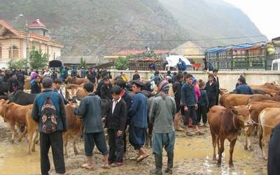 Tiermarkt in Meo Vac