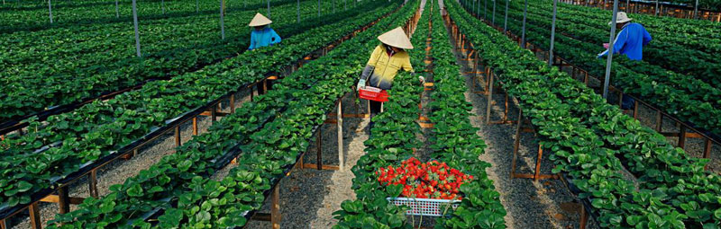 Besuch in den Erdbeergärten von Da Lat