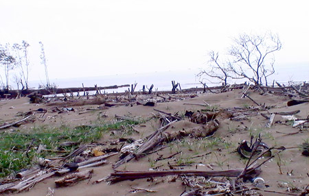 Ben Tre passt sich an den Klimawandel an