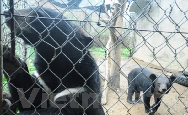 Vietnam und USA arbeiten im Artenschutz zusammen