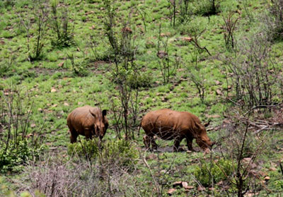 Vietnam gründet erstes Schutzzentrum für Raubtiere und Nashörner