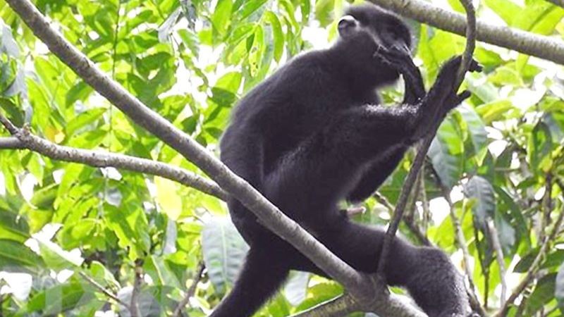 Vietnam verstärkt die Bekämpfung der Kriminalität in Biodiversität