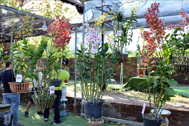 Mehr als 400 seltsame Orchideenpflanzen vorgestellt