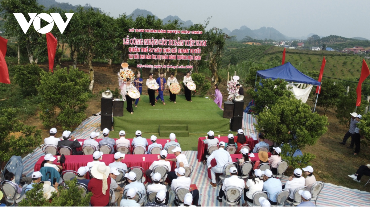 57 alte Shan Tuyet-Teebäume in Moc Chau als Erbe-Bäume anerkannt