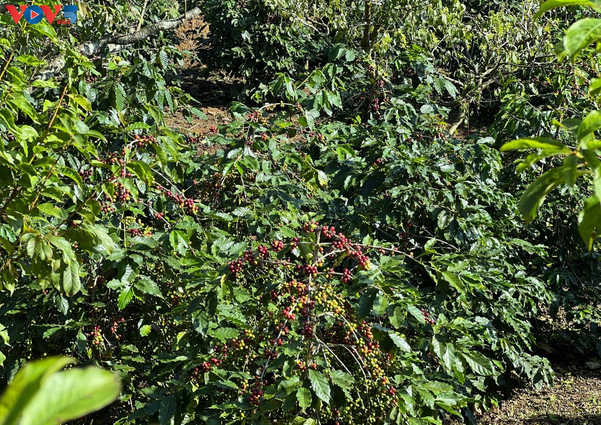 Arabica-Bohnen fördern die Wirtschaft in Chieng An