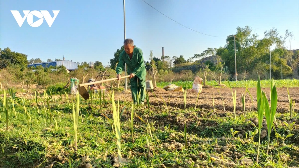 Wiederbelebung im Pfirsichanbaugebiet Cam Gia in der Provinz Thai Nguyen