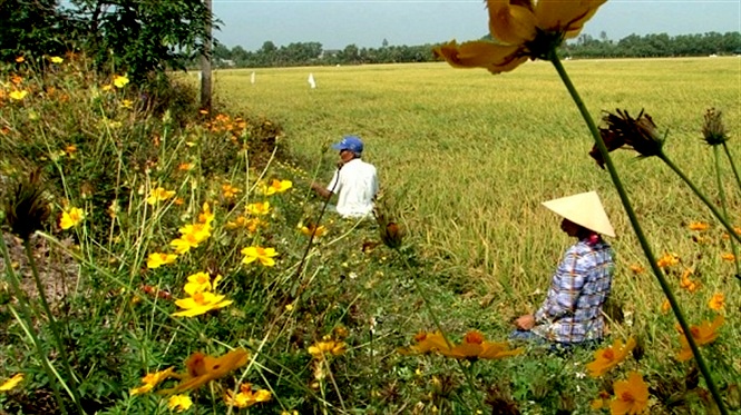 ຮູບແບບ “ທົ່ງນາອ້ອມຮອບດ້ວຍດອກໄມ້” ປະກອບສ່ວນເຂົ້າໃນການຜະລິດກະສິກຳແບບຍືນຍົງ