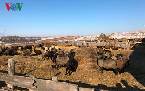 ເຈົ້າຂອງຟາມຊາວຫວຽດນາມ ຢູ່ດິນແດນລັດເຊຍ