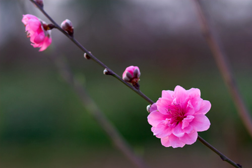 ທ່າອ່ຽງໄປເຊົ່າຕົ້ນດອກຄາຍ,ຕົ້ນໝາກແປ້ນເພື່ອຫຼີ້ີນບຸນເຕັດ