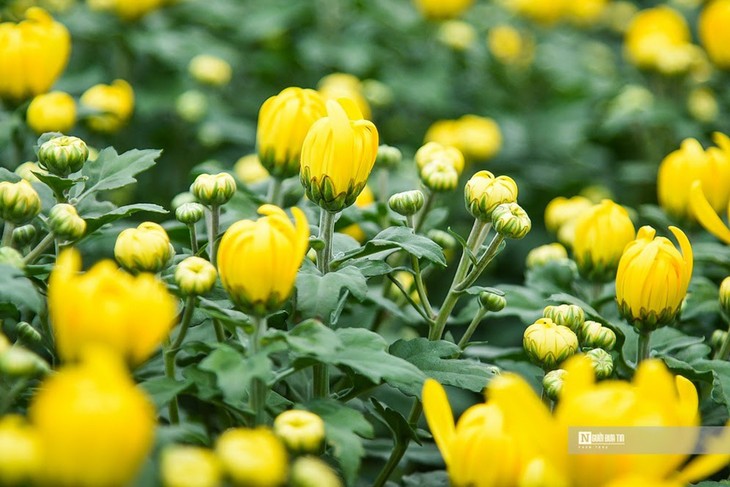 ບ້ານດອກໄມ້ ໄຕຕິວ ຫ້າວຫັນໃນຍາມບຸນເຕັດປີແມວ 2023