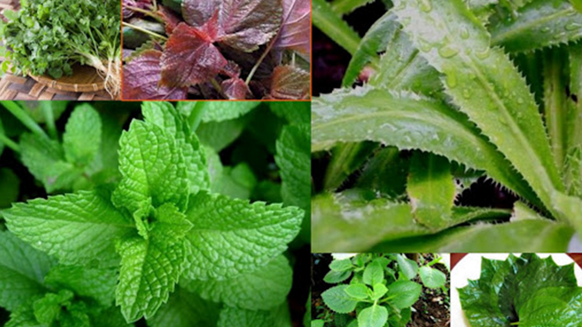 ອີຢູ ຍົກເລີກການຄວບຄຸມຜັກຫອມບາງຊະນິດຂອງ ຫວຽດນາມ