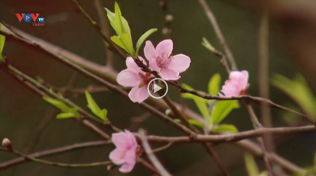 ເຍື່ອງອາຫານແຊບນົວຍາມບຸນເຕັດ - ພັນກຸ້ງ