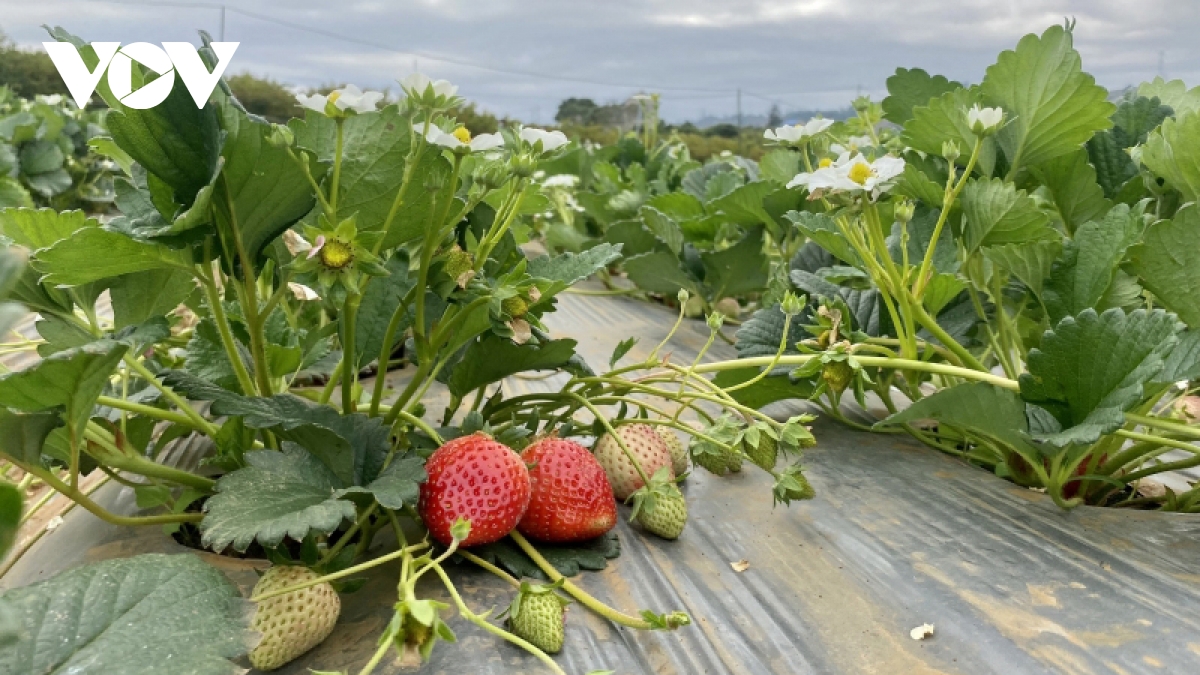 ຊາວກະສິກອນແຂວງ ເຊີນລາ  ສ້າງຄວາມຮັ່ງມີຈາກການປູກຕົ້ນ Strawberry