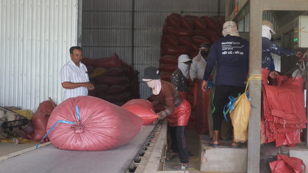 ຊາວກະສິກອນ ຂະແມ ມີລາຍຮັບ 2 – 3 ຕື້ດົ່ງ/ປີ