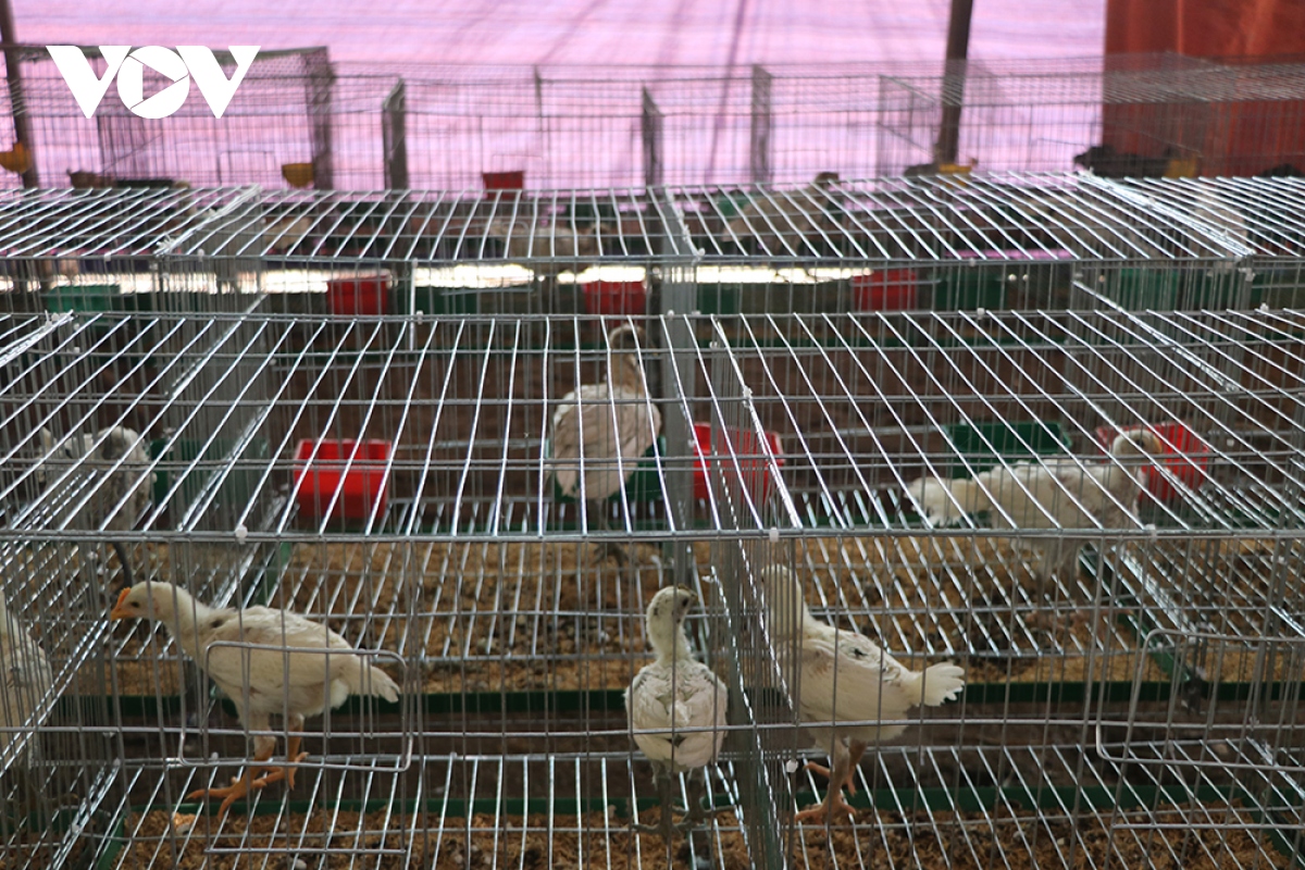 ຫວໍຮວ່າງວິງ - ຊາຍໜຸ່ມສ້າງຄວາມຮັ່ງມີຈາກຮູບແບບລ້ຽງໄກ່ ເປຣູ