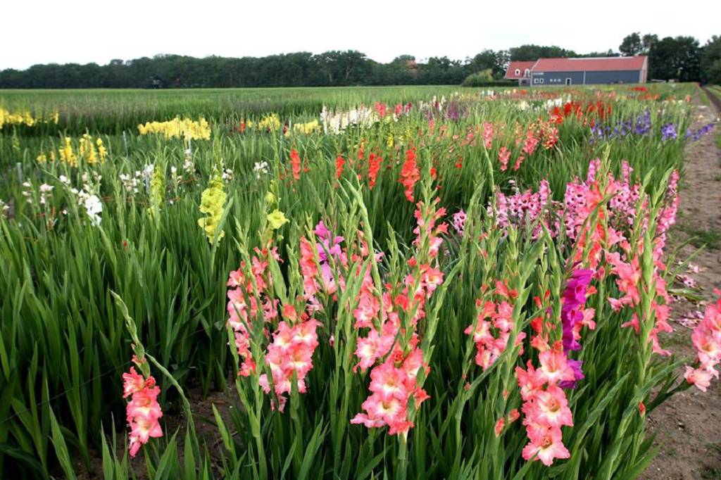 ບັນດາໝູ່ບ້ານດອກໄມ້ໃນເຂດພູພຽງ ເລີມວຽນ