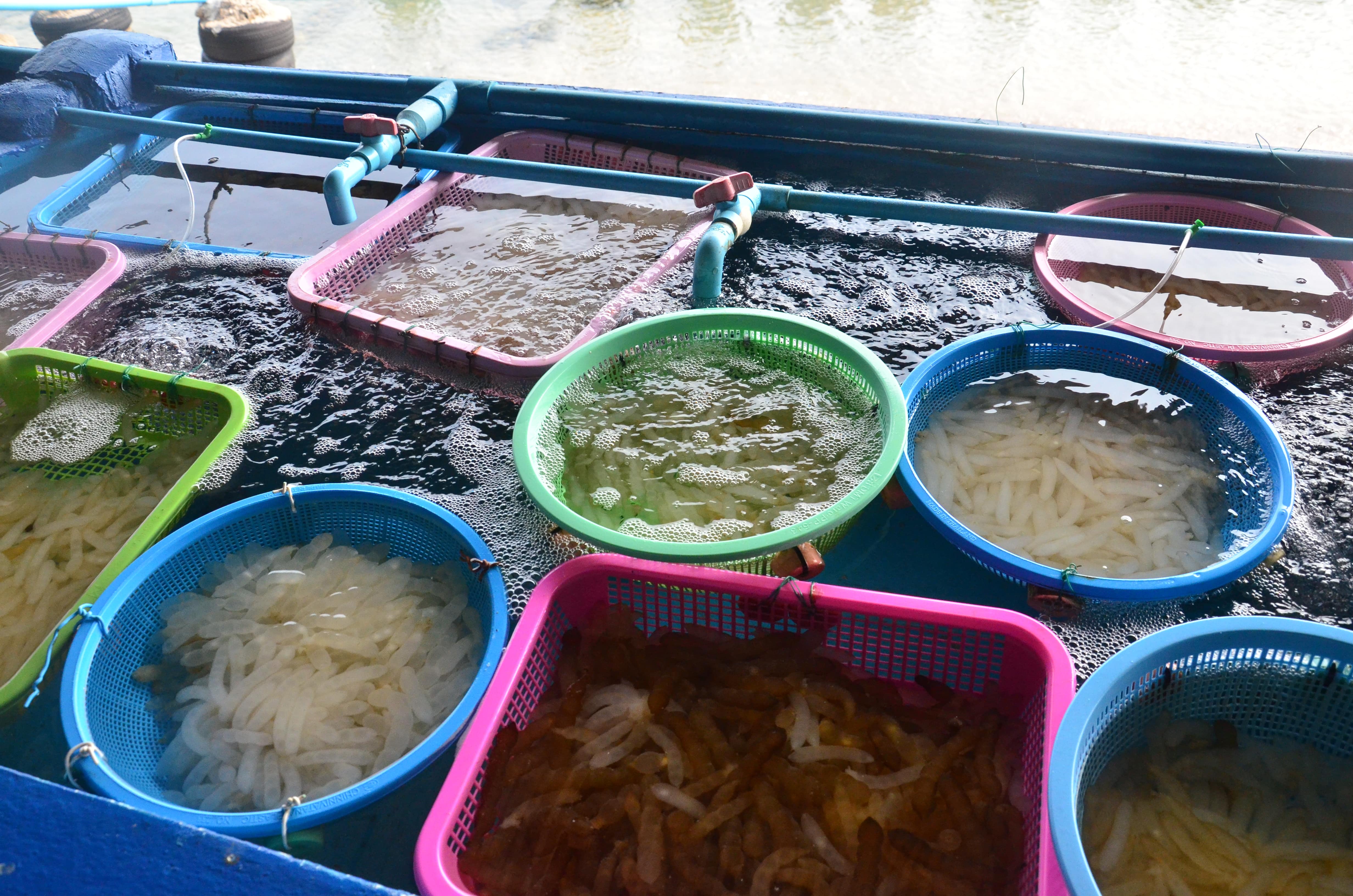 ສູນອະນຸລັກຮັກສາ ແລະ ຂະຫຍາຍພັນສັດທະເລ ເກາະ ສີຊັງ ເຊື່ອມຕໍ່ປະຊາຊົນເຂົ້າຮ່ວມການຟື້ນຟູຊັບພະຍາກອນທະເລ