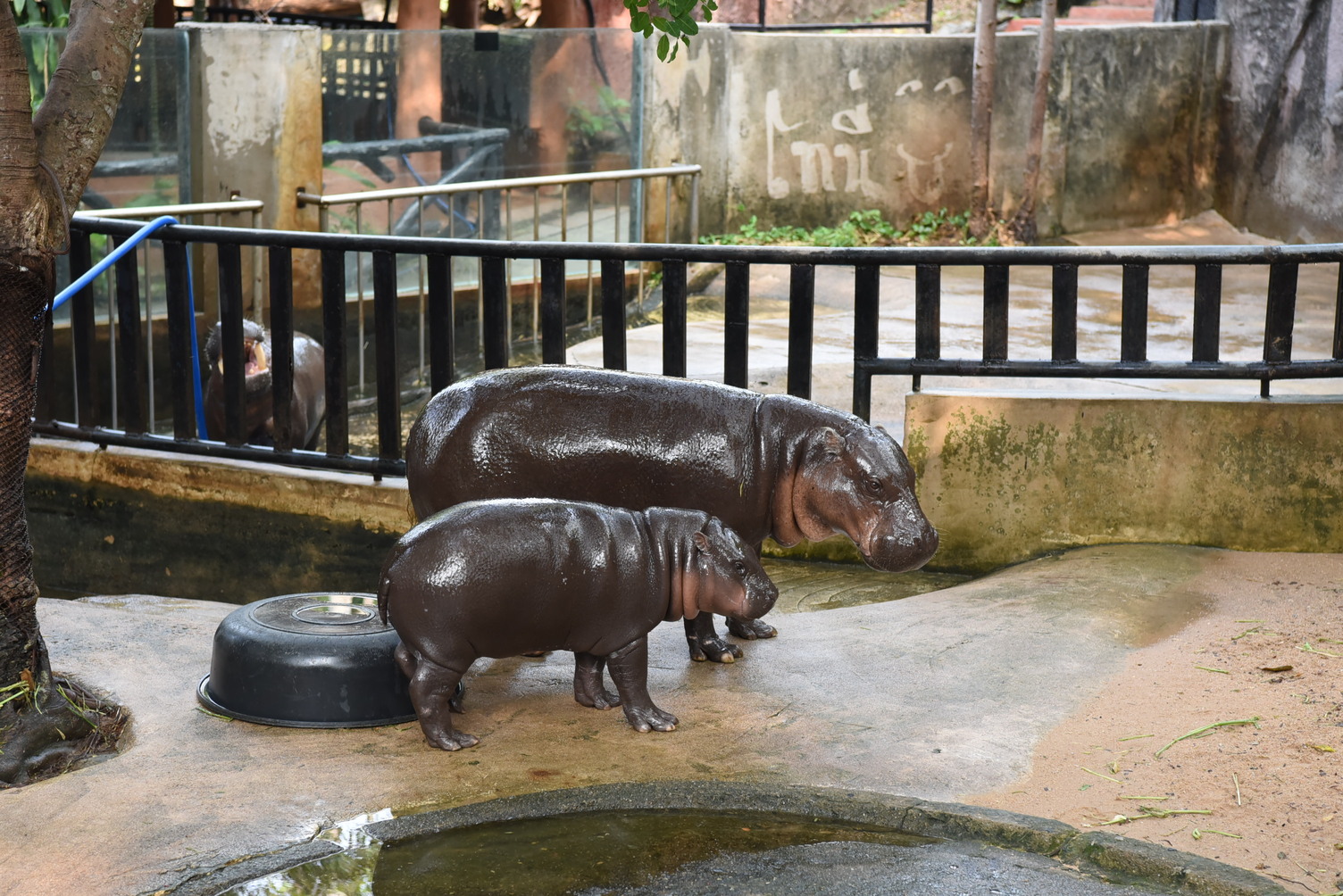 ຍິ່ງກວ່າ “ດາລາ” - ຄວາມສຳຄັນຂອງ ໝູເດ້ງ ກັບການທ່ອງທ່ຽວ ແລະ ອະນຸລັກຮັກສາ