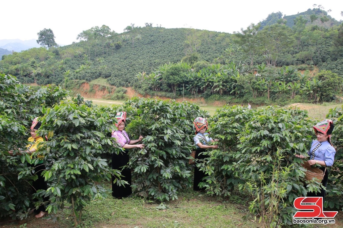 ບັນດາສະຫະກອນກະສິກຳໂດຍແມ່ຍິງ ເຊີນລາ ເປັນເຈົ້າຂອງ