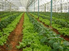 Gemüsedorf Thuy Linh