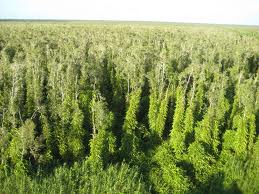 Das Leben in Dat Mui