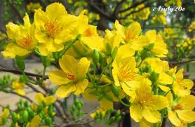 Aprikosenblüten als elegantes Hobby in Dien Hoa