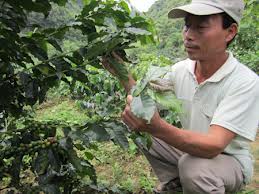 Setzlinge-Anbau im Mekong-Delta