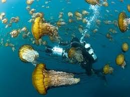 Wissenschaftsfilmfestival in Vietnam