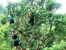 Shan Tuyet-Tee in der Gemeinde Suoi Giang