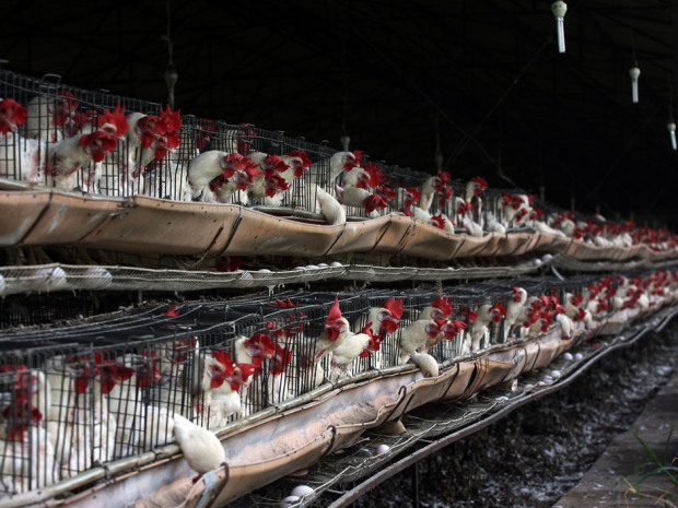 Zwei Chinesen sterben an Vogelgrippe H7N9