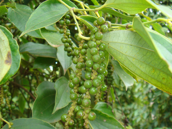 Einführung des Pfeffermarkenzeichens Vietnam